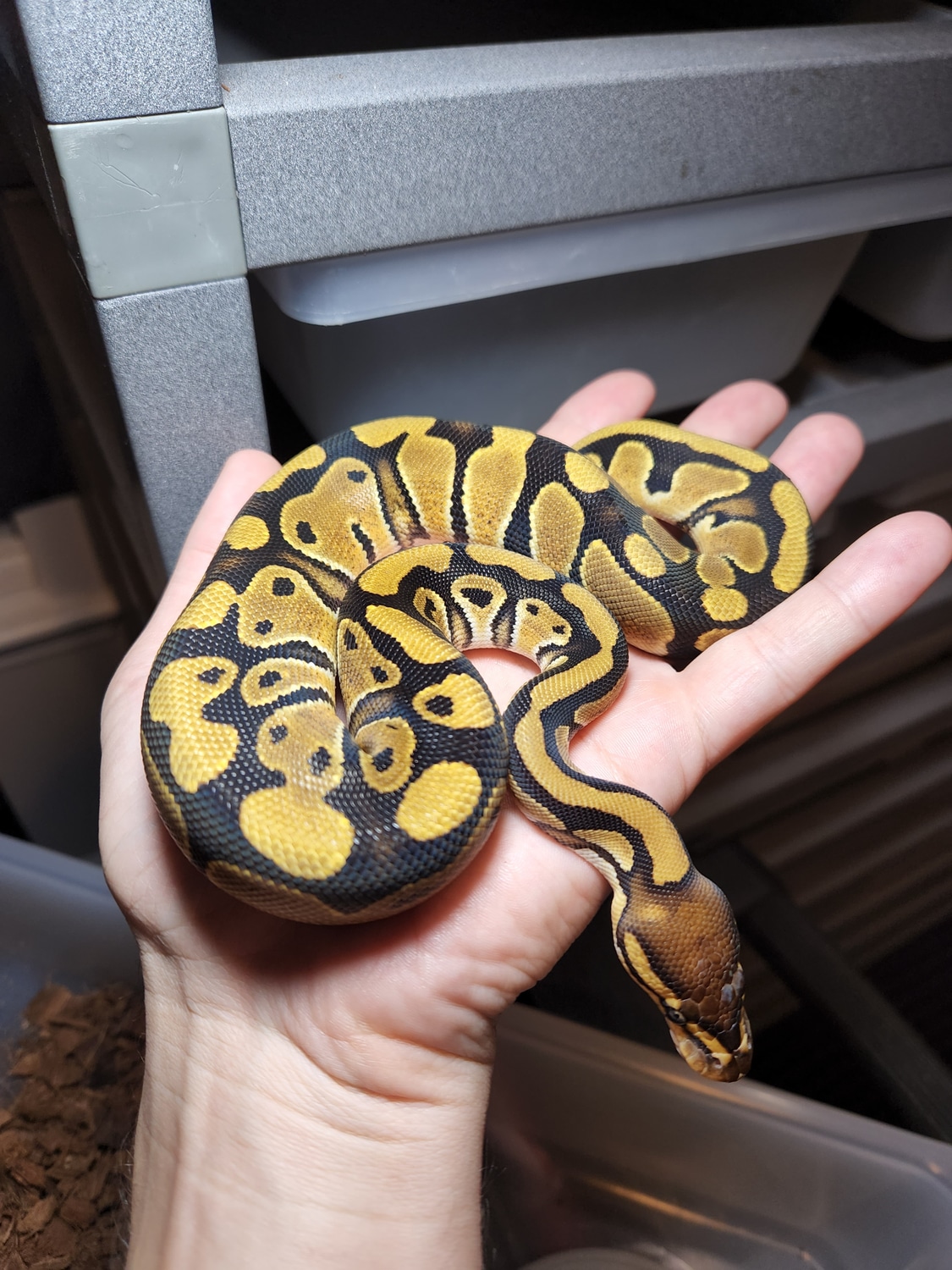 YB PosTriple Het TSK Axanthic Clown Pied Ball Python by Big T's Exotics ...