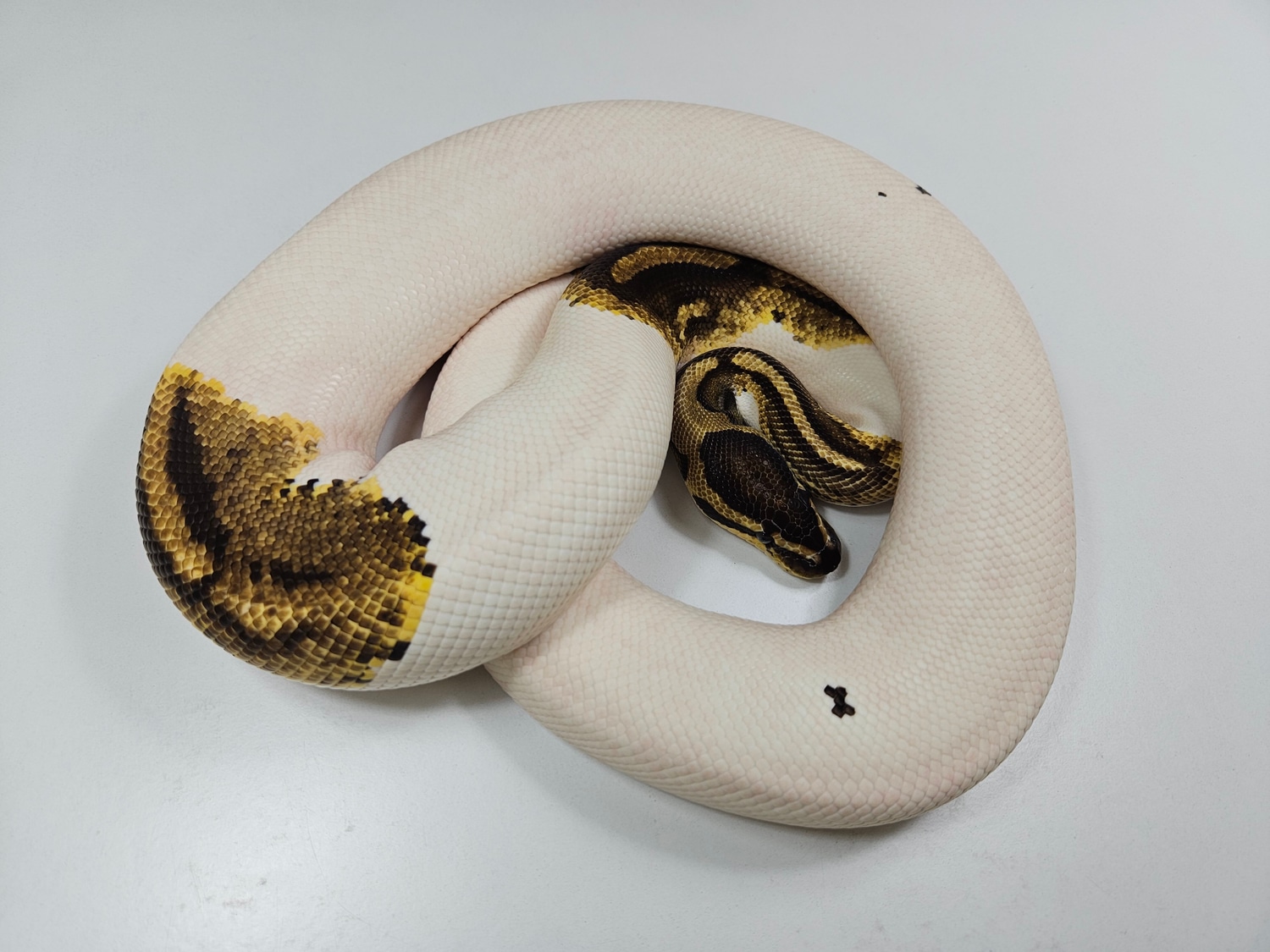 Gravel Piebald Breeder Ball Python by YBalls Python Regius - MorphMarket