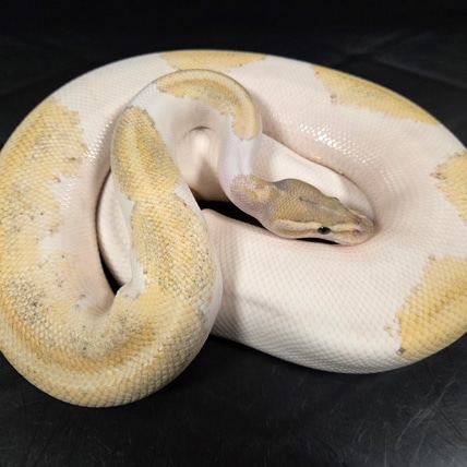 洋書　PYTHON REGIUS Python regius: Atlas of Colour Morphs Keeping and Breeding