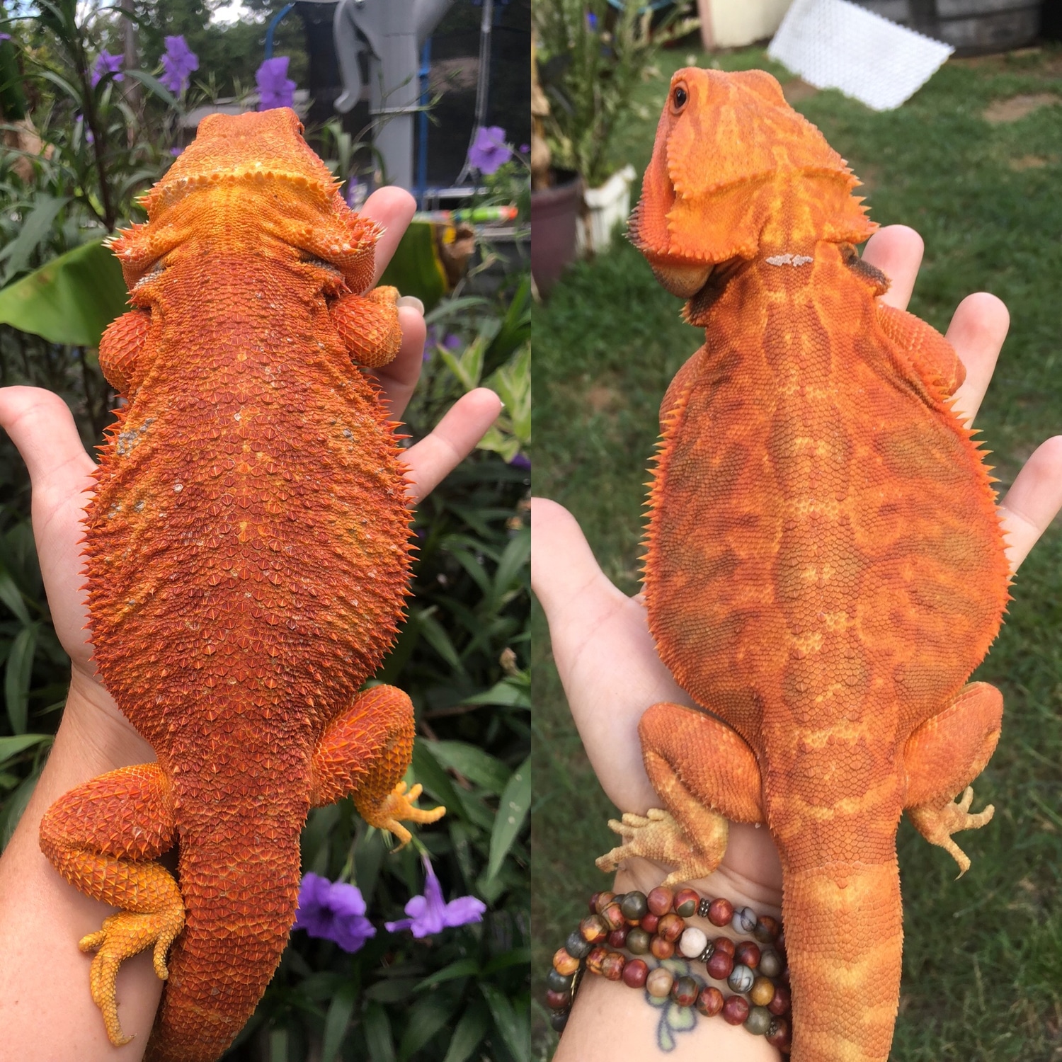 Red Orange Hypo Het Trans Male Central Bearded Dragon by Yellow Room Reptiles MorphMarket