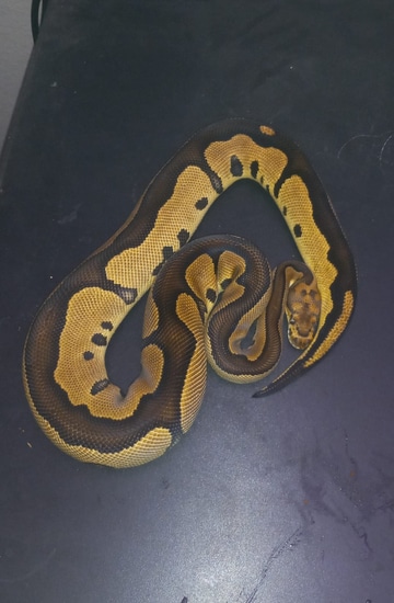 *group Of Project Clown* Ball Python by Angel's Pythons