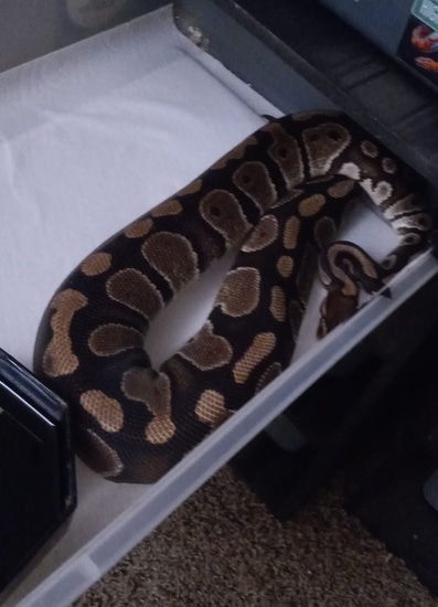 Raven Ball Python by Angel's Pythons