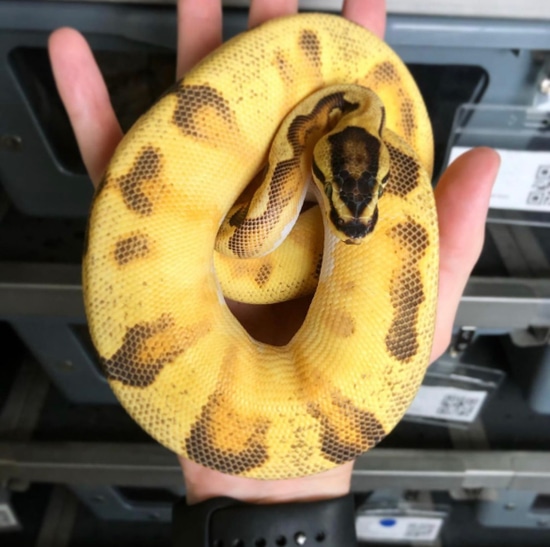 Genex Ball Python Orange Dream Yellowbelly Enchi GENEX Pied Ball Python by State 48 Exotics
