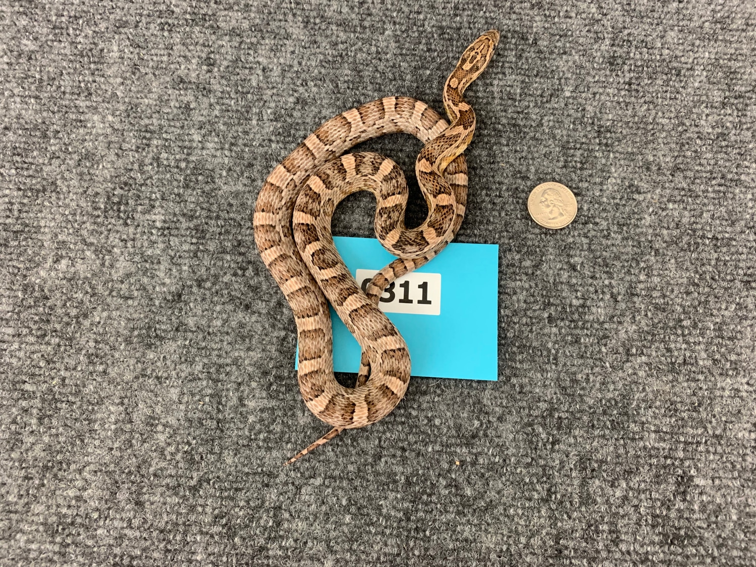 Coral Anery 2017 Sub Adult Feeding On Frozen Thawed Fuzzy To Hoppy