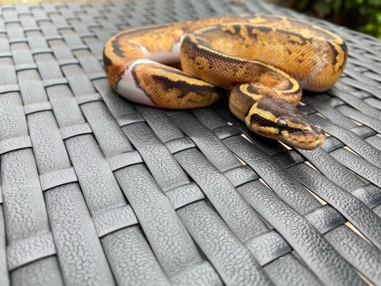 Pastel Pied (21-070212) Ball Python by NKS Reptiles