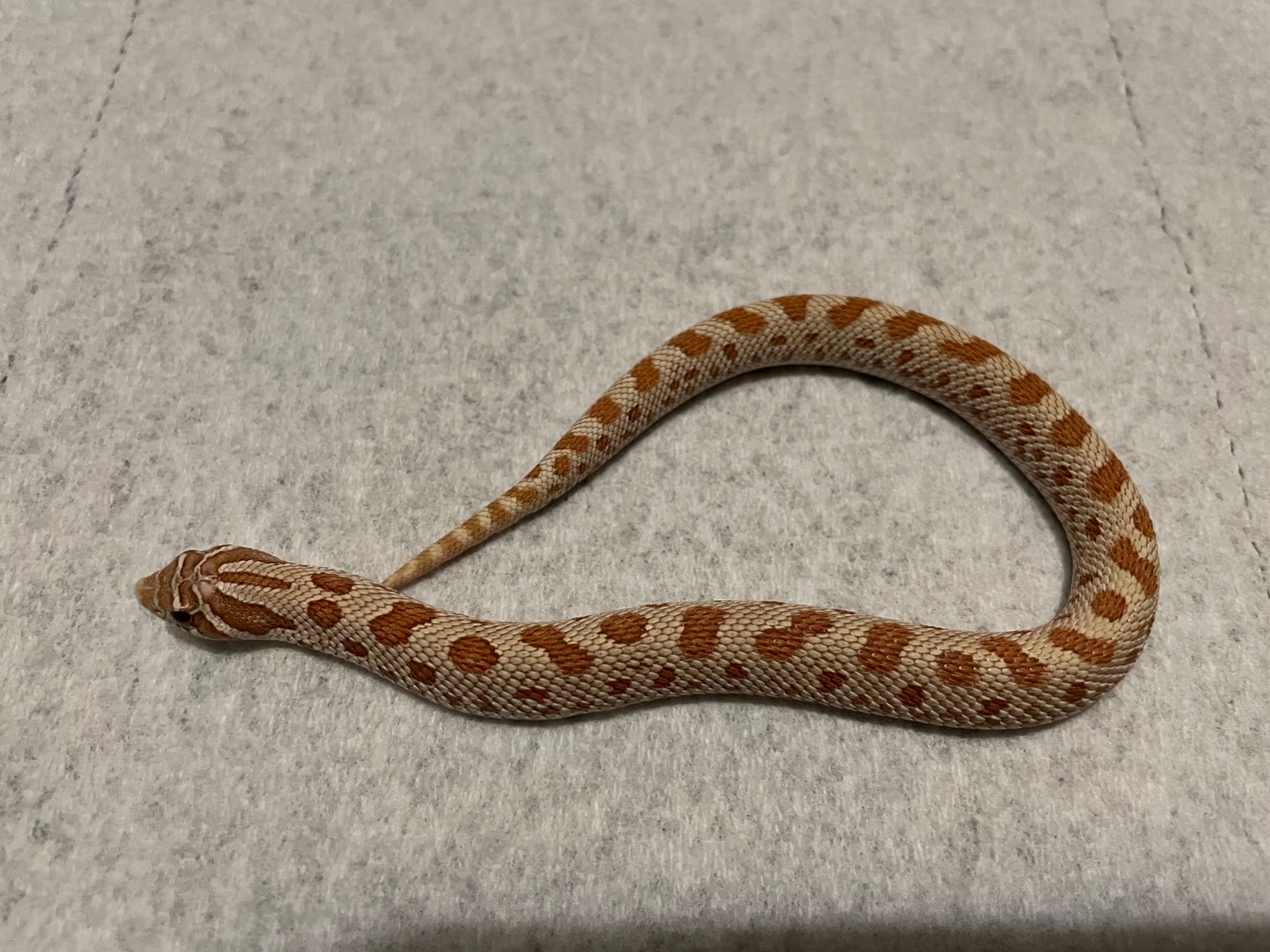 Toffee Anaconda Western Hognose by NKS Reptiles MorphMarket