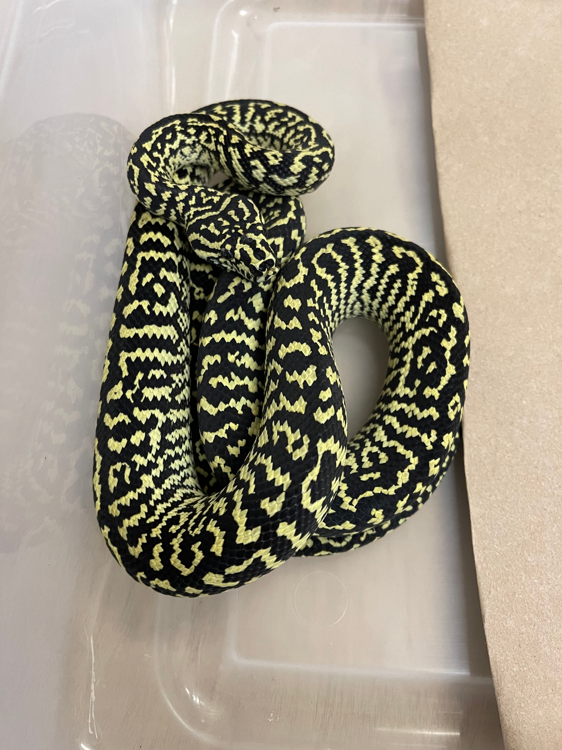 Zebra Jungle Other Carpet Python by Yox2 Reptiles - MorphMarket