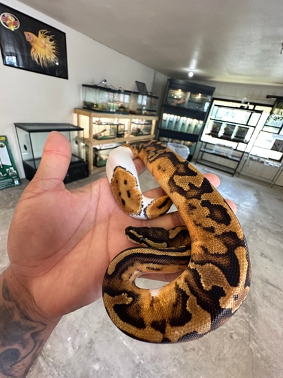 2023 Normal Pied Ball Python by Yox2 Reptiles