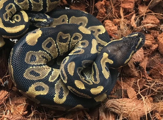 100% Het Axanthic Vpi 66% Albino 50% Het Genetic Stripe Ball Python by ...