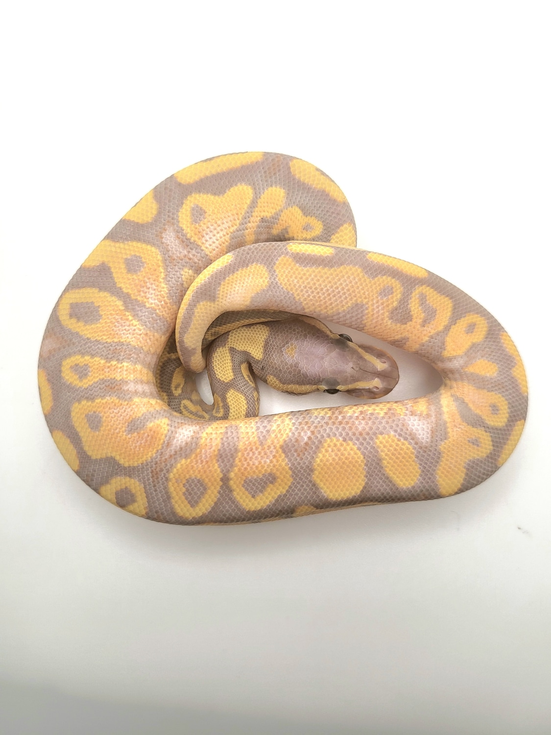 Banana Mojave Pastel Possible Yellow Belly 66% Het Pied 50% Het Ghost ...