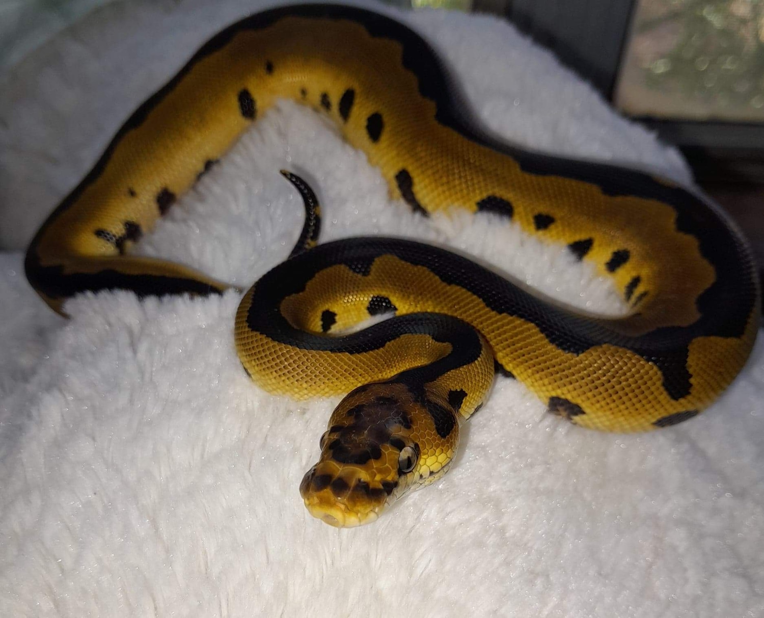 Leopard Clown Ball Python by Jv Morphs - MorphMarket