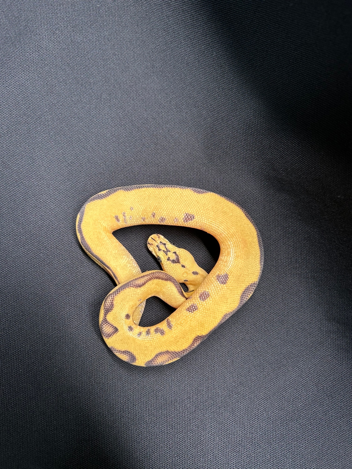 Redstripe Pastel Enchi Leopard Clown Het Hypo Ball Python by ZK Ball ...