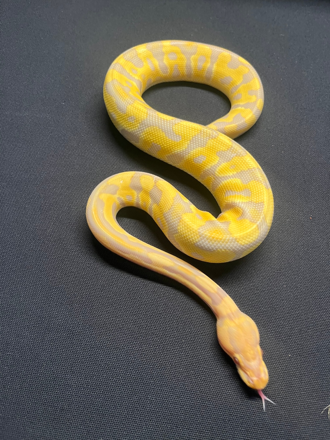 Caramel Albino Ultramel Crypton Ball Python by ZK Ball Pythons ...