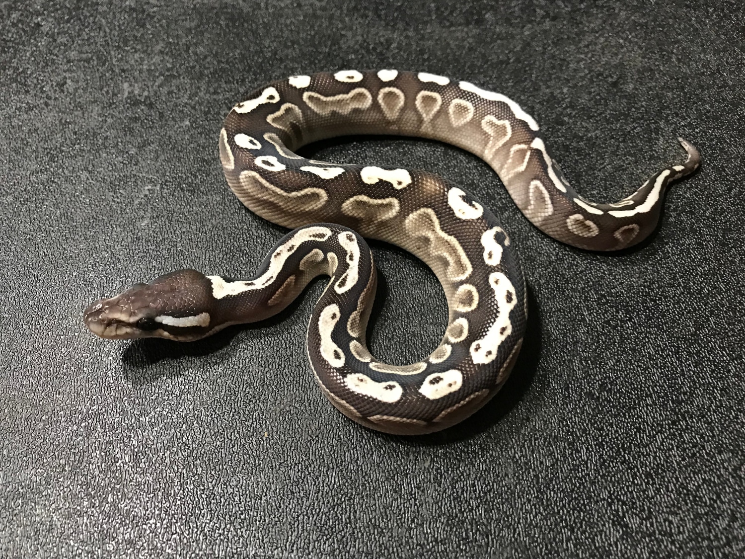 Lesser GHI Ball Python by Blackburn Exotics - MorphMarket