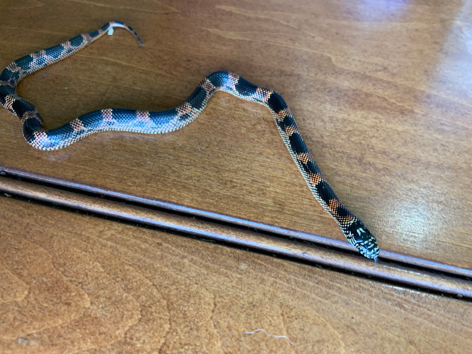 Goins King Snake Florida Kingsnake by B&Z’s Exotic Pets MorphMarket