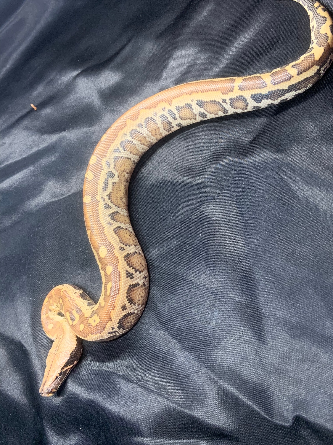 Red Blood Python by B&Z’s Exotic Pets - MorphMarket