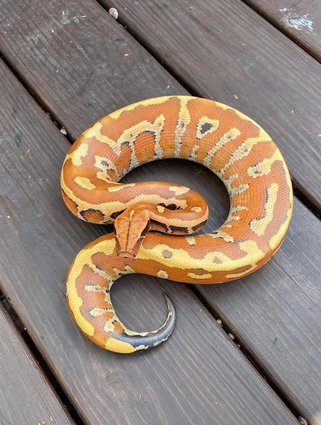 2019 MarterXredhead Bangka Male Blood Python by Zach Boles - MorphMarket