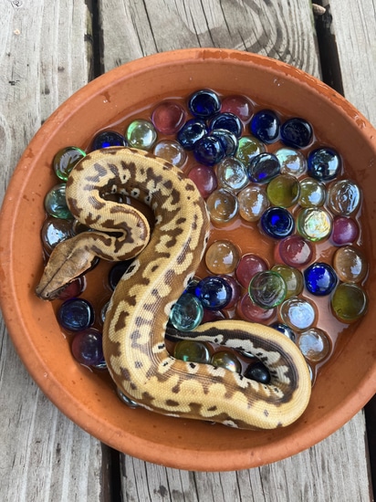 Flower 66% Het T+ Blood Python by Zach Boles Bloods