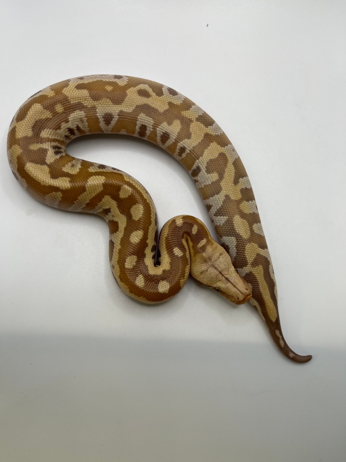 T+ Funky Pattern Blood Python by Zach Boles Bloods - MorphMarket