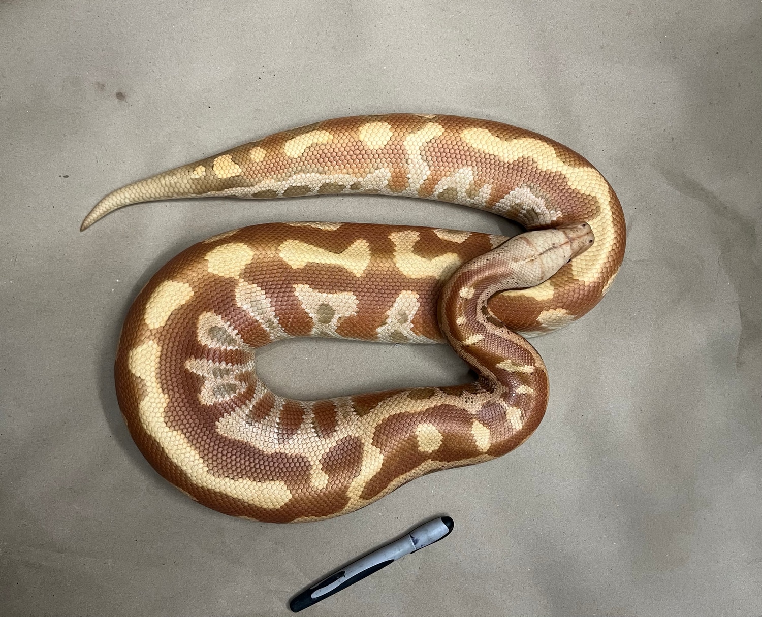VPI Sunglow X Cherry Bomb Blood Python by Zach Boles Bloods MorphMarket