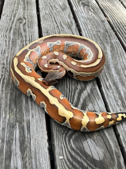 Striped Blood Python by Zach Boles Bloods