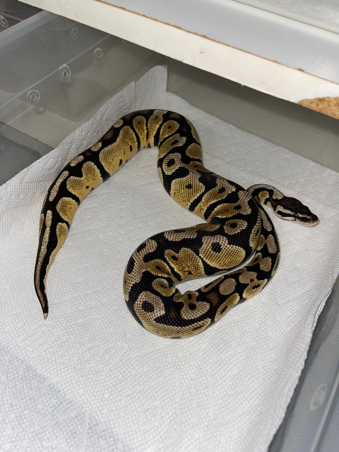 Super Enchi Ball Python by Reptile Affairs - MorphMarket