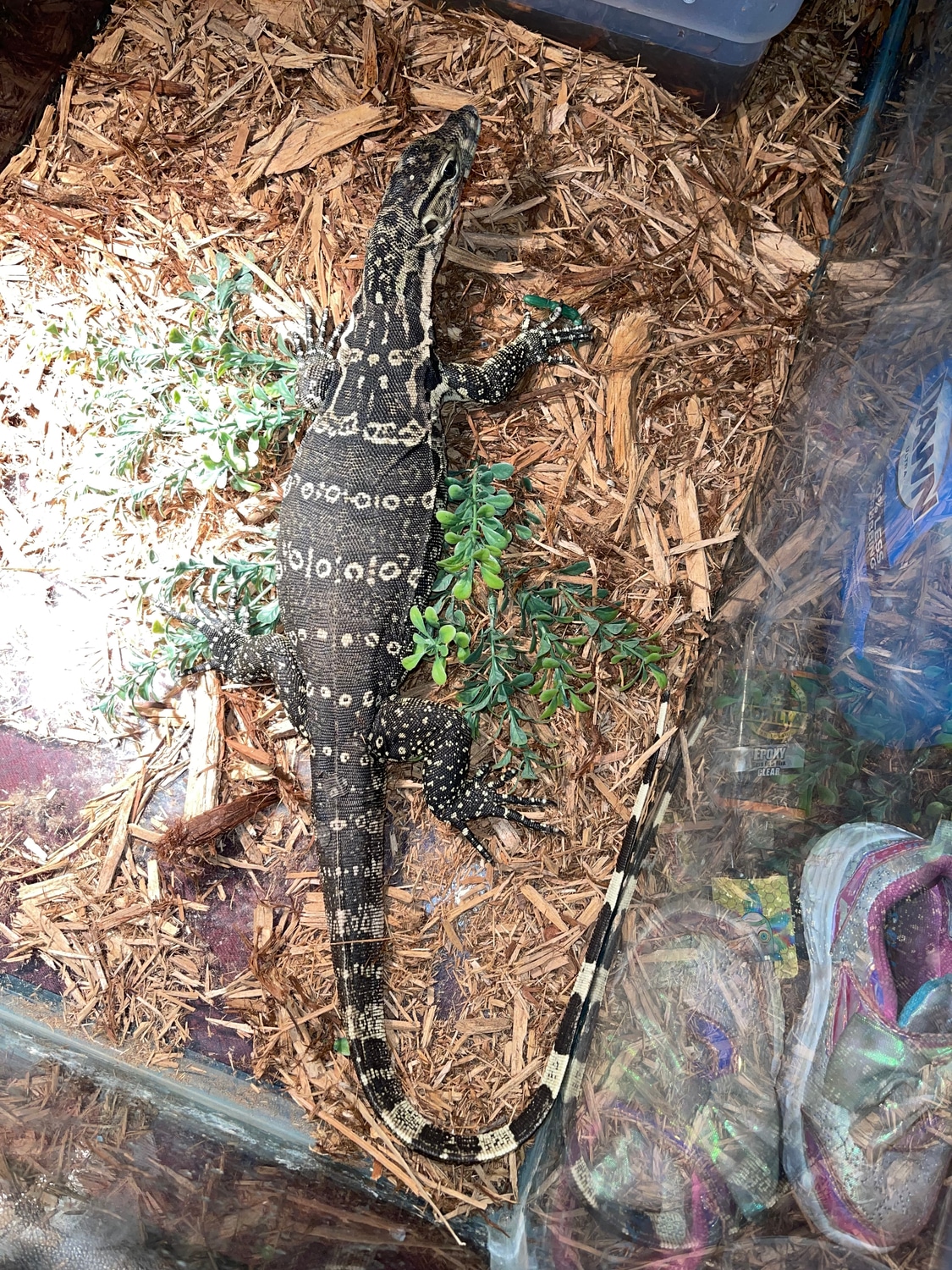 Guru Water Monitor by Reptile Affairs MorphMarket