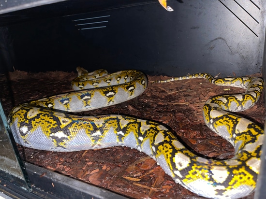 Normal TH Anthrax/Gs/Purple Reticulated Python by Reptile Affairs