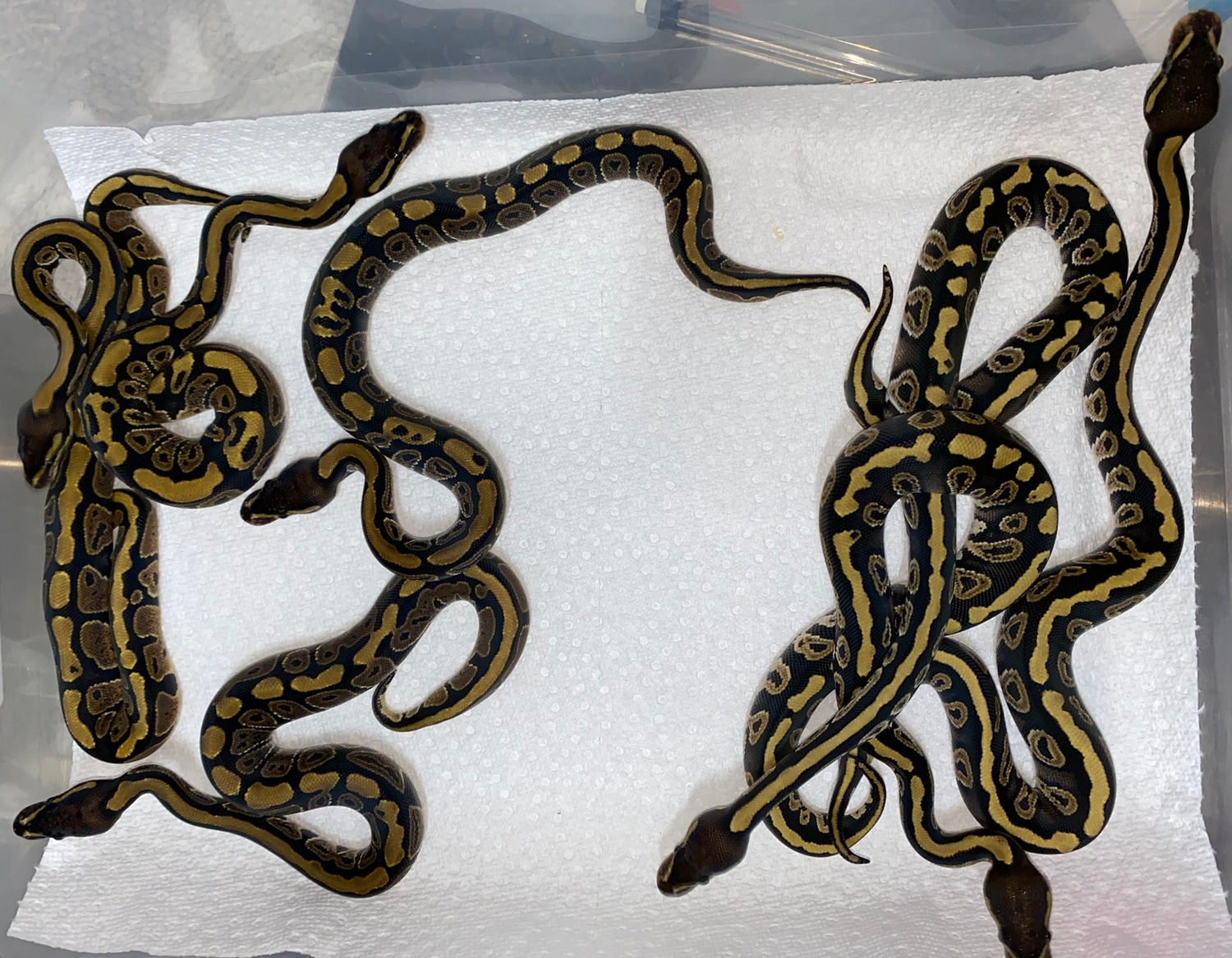 Ball python clutch 226 by zalac xenomorphs morphmarket