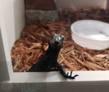black water monitor for sale