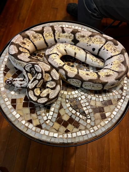 Axanthic (Vpi) Zebra Bee Ball Python by Creatures of the world