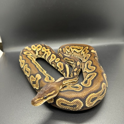 Mutant Freaks - MorphMarket