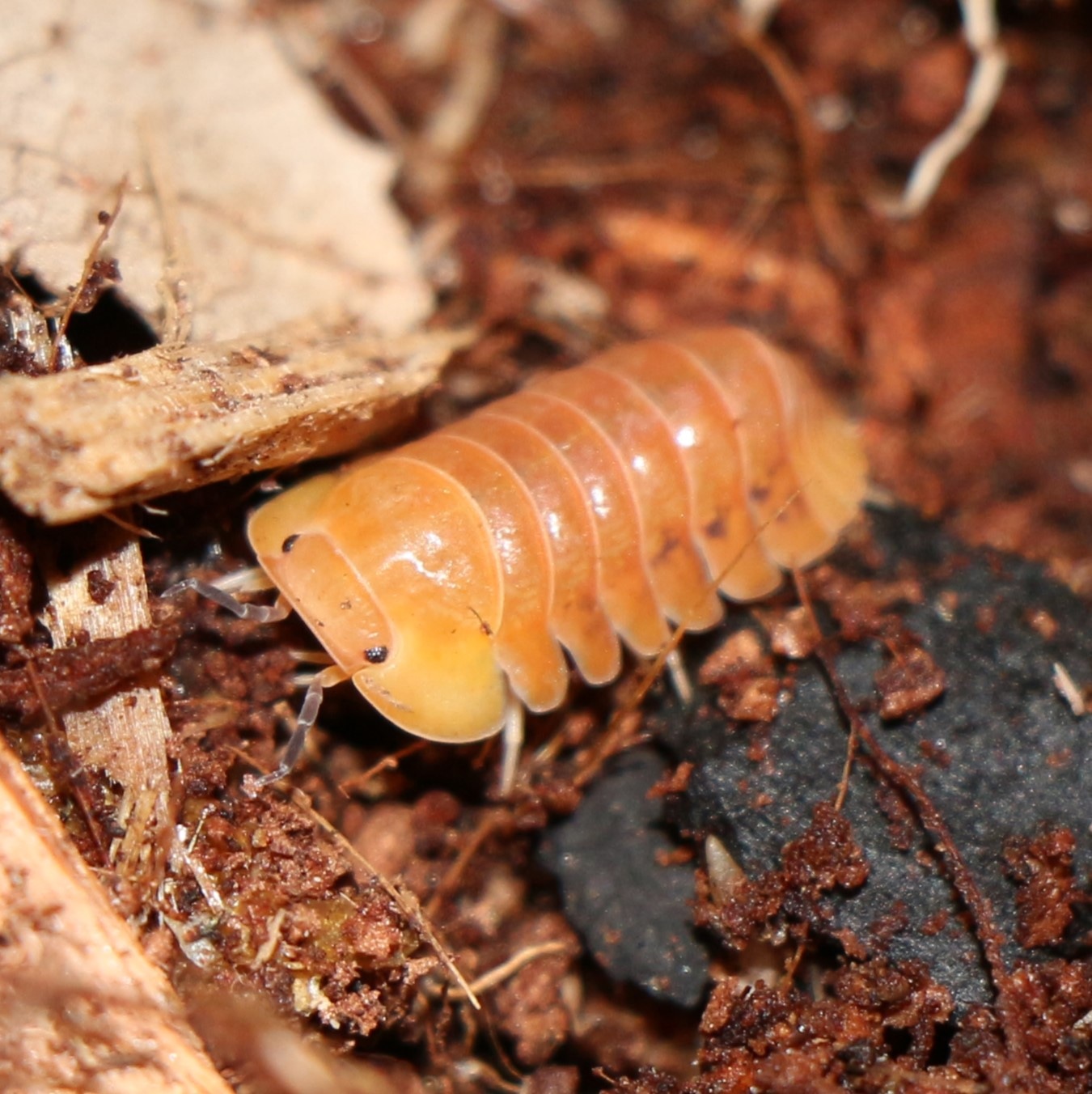 Cubaris Sp. "Blonde Rubber Ducky" 5ct Isopod by AZ Reptilian MorphMarket