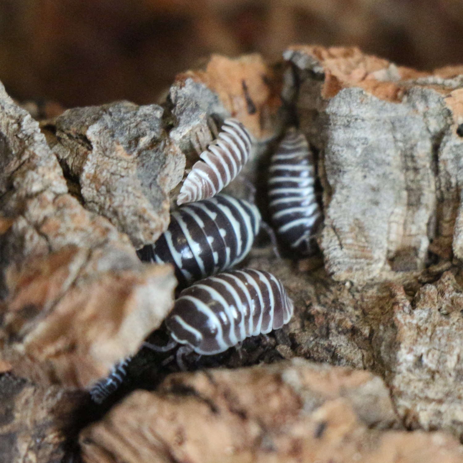 Armadillidium Maculatum “Chocolate Zebra” 10ct Isopod by A-Z Reptilian