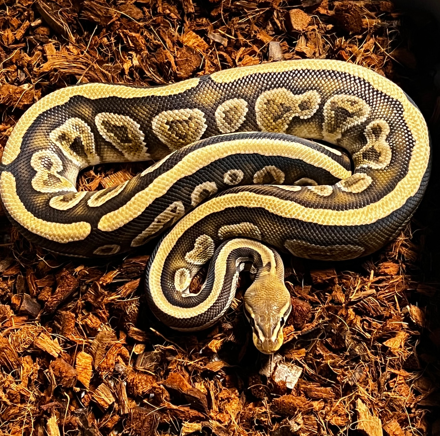 Cypress Specter Het Hypo Het Clown Ball Python by ZDC Reptiles ...