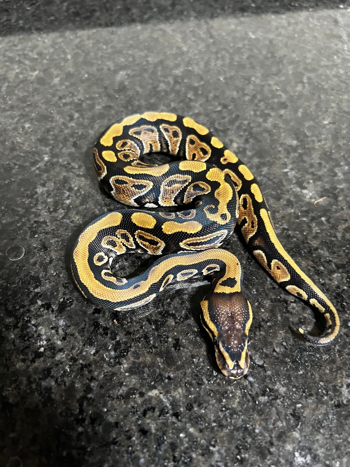 Specter Het Hypo Het Clown Ball Python by ZDC Reptiles - MorphMarket