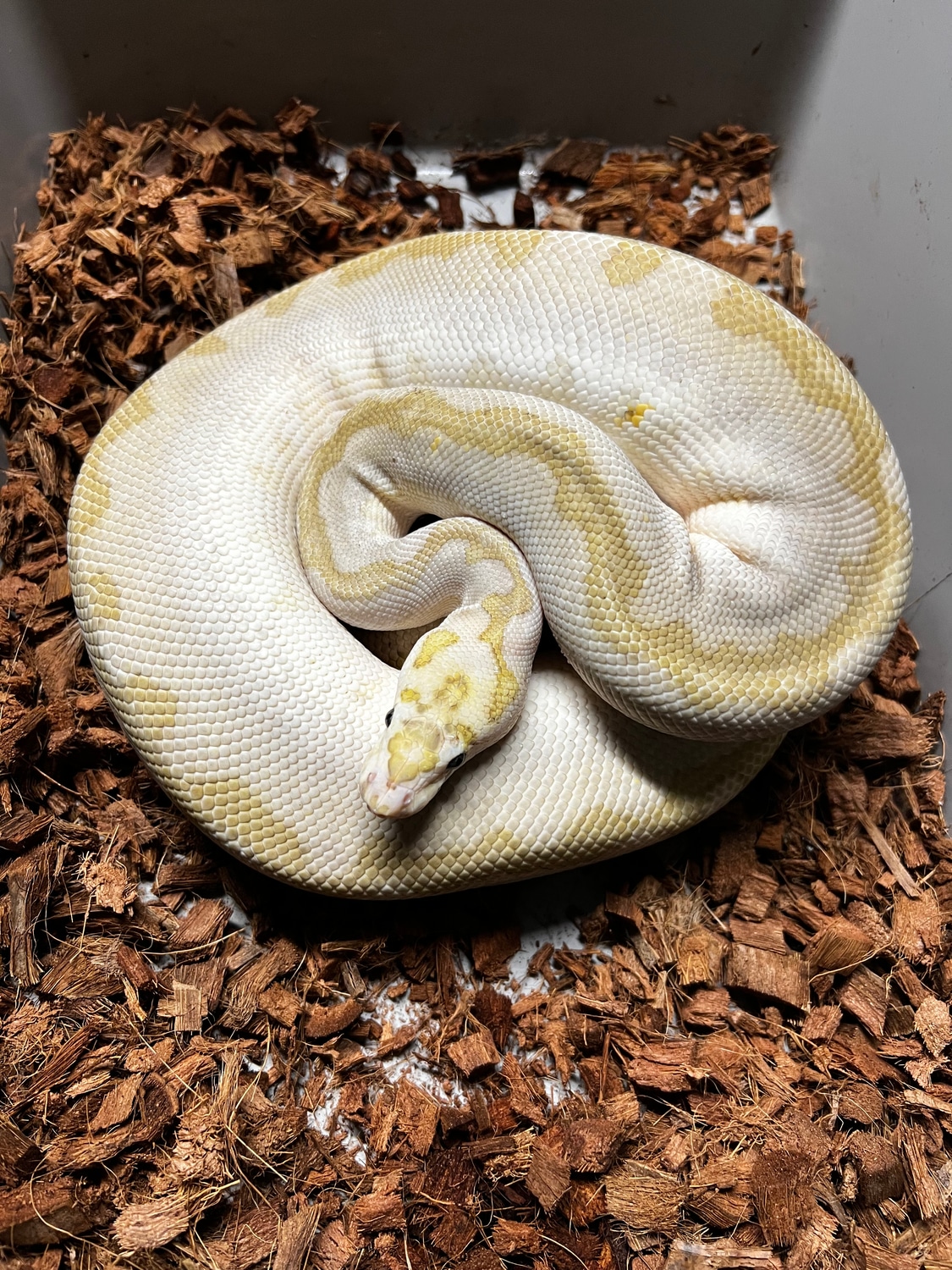Pastel Bamboo Clown Het Hypo Ball Python by ZDC Reptiles - MorphMarket