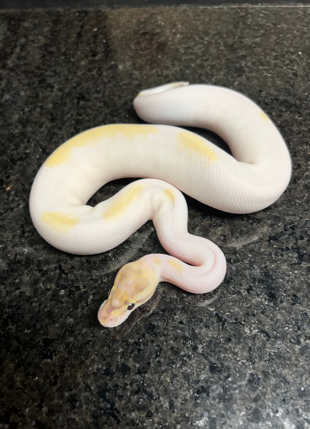 Ivory Pied Ball Python by ZDC Reptiles MorphMarket