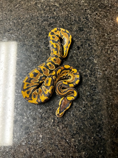 Puzzle Het Hypo Ball Python by ZDC Reptiles