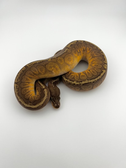 Spotnose Sunset Ball Python by ZDC Reptiles