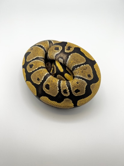 洋書 The Complete Ball Python Complete Ball Python, A Comprehensive Guide to Care