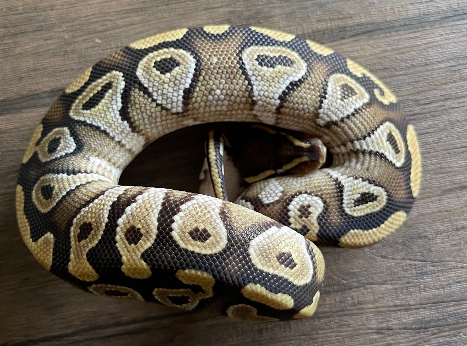 Mojave Ball Python by ZD Royals - MorphMarket