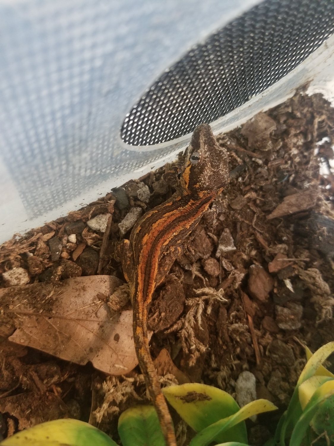 Red Stripe Gargoyle Gecko by Zealandia Reptiles MorphMarket