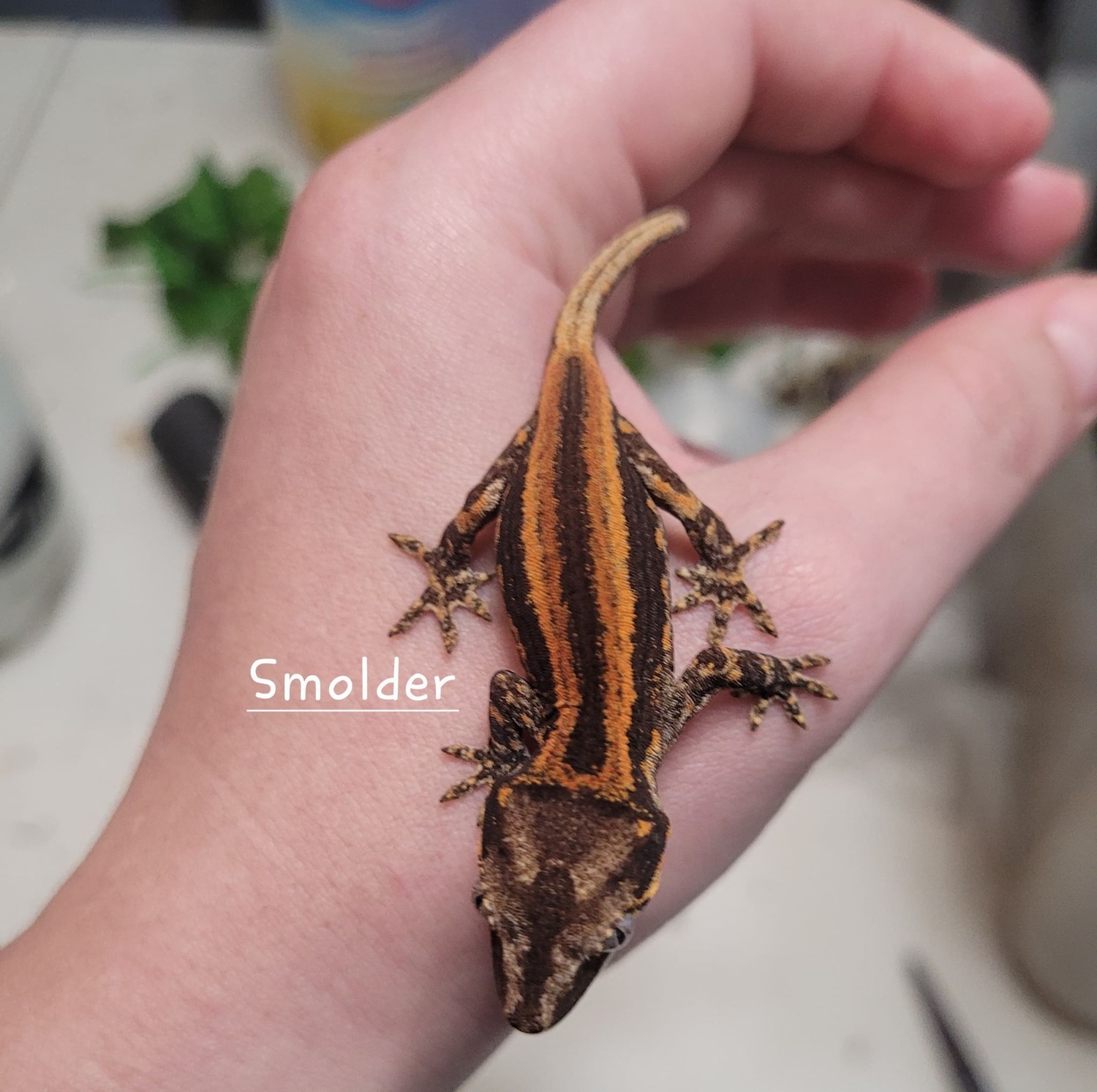 High Color Gargoyle Gecko by Zealandia Reptiles MorphMarket