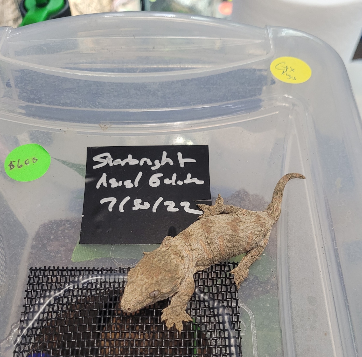 Leachie Hatchling Leachianus Gecko by Zealandia Reptiles MorphMarket