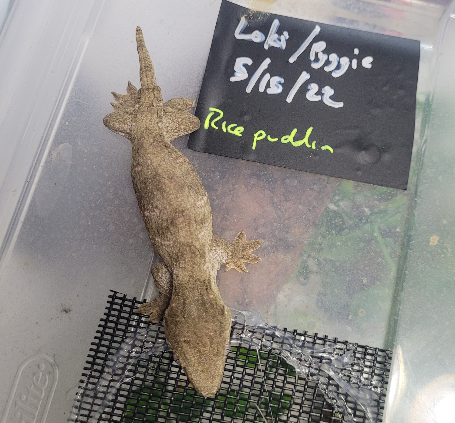 NLS Leachie 2022 Babies Discounted Price Leachianus Gecko by Zealandia