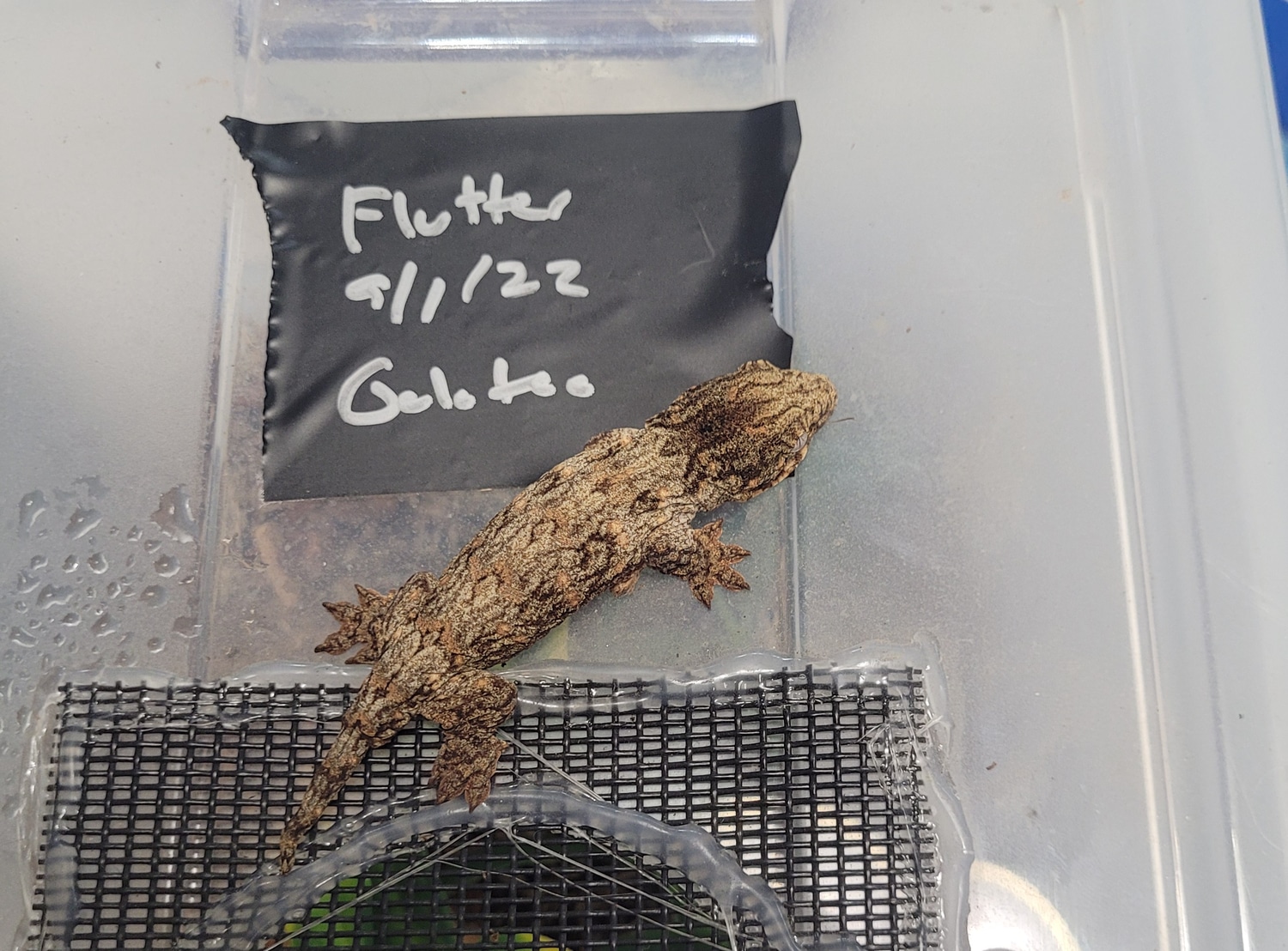 2022 Leachie Hatchling Leachianus Gecko by Zealandia Reptiles MorphMarket