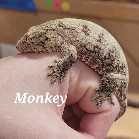 2023 Hatchling "Monky" Leachianus Gecko by Zealandia Reptiles