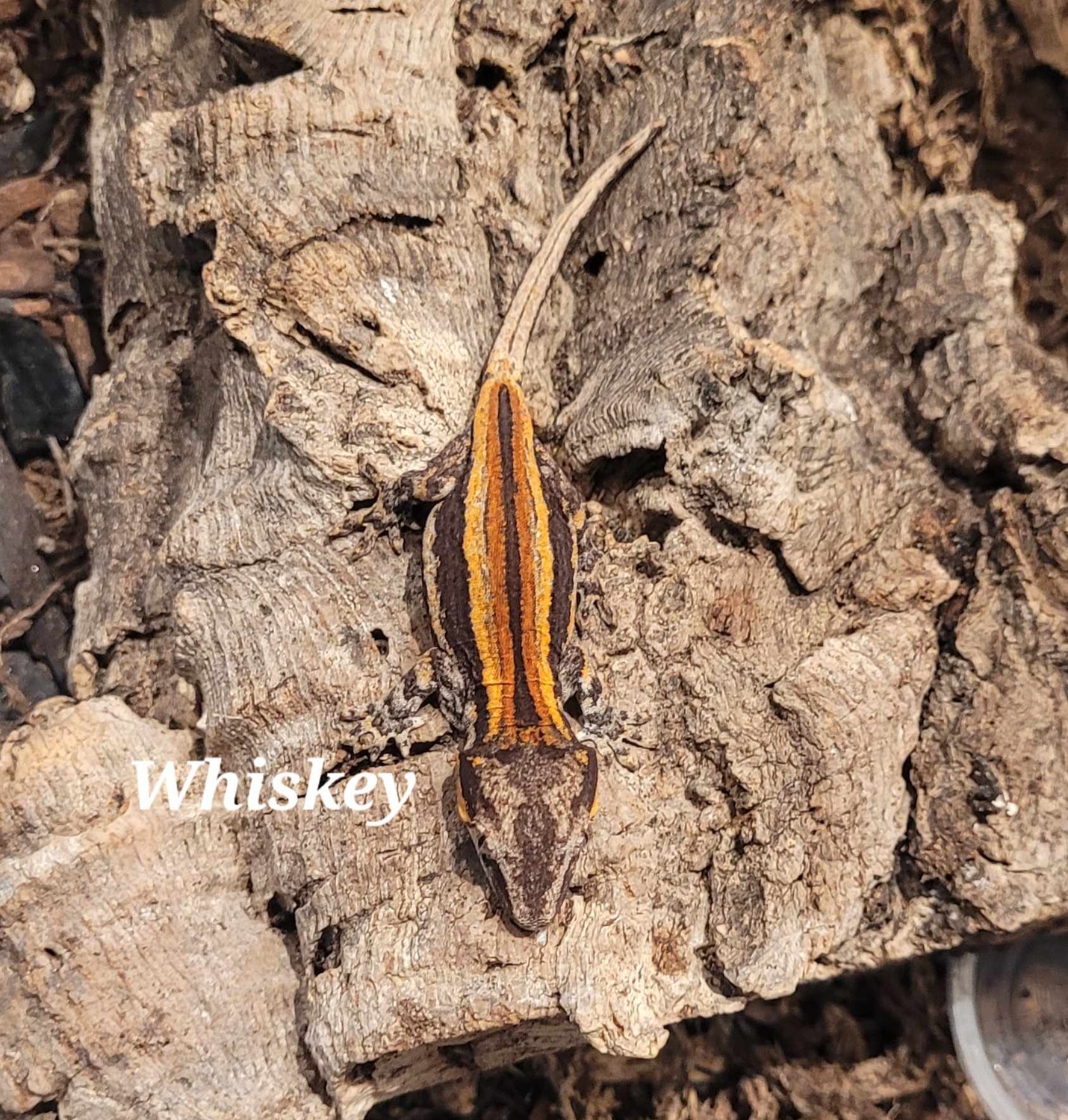 2023 Hatchling "Whiskey" Gargoyle Gecko by Zealandia Reptiles MorphMarket