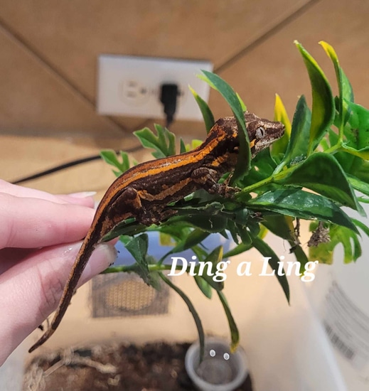 2023 Hatchling "DingaLing" Gargoyle Gecko by Zealandia Reptiles